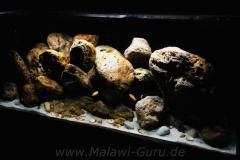 Mbuna-Felszone-672-Liter-63