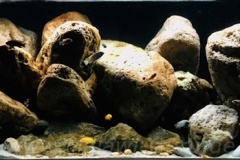 Mbuna-Felszone-672-Liter-64