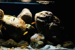 Mbuna-Felszone-672-Liter-66