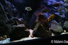 700-Liter-felsige-Übergangszone-Aquarium