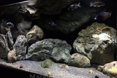 MbunaNonmbuna-718-Liter-50