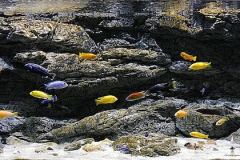 720-Liter-Arstone-Mbuna-Fels/Übergangszone-Aquarium