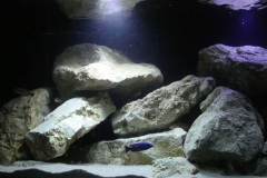 720 Liter Becken mit Mbuna