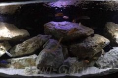 720-Liter-Mbuna-Nonmbuna-50