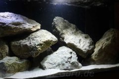 720-Liter-Mbuna-Nonmbuna-52