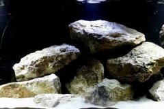720-Liter-Mbuna-Nonmbuna-56