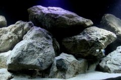720-Liter-Mbuna-Nonmbuna-59