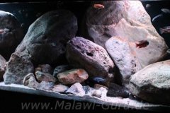 720-Liter-Felszone-Mbuna/Nonmbuna-Aquarium