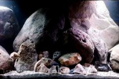 720-Liter-Mbuna-Nonmbuna-300