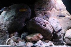 720-Liter-Mbuna-Nonmbuna-302