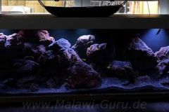 720-Liter-Mbuna-Felszone-30