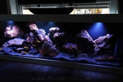 720-Liter-Mbuna-Felszone-33