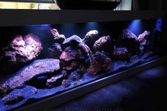 720-Liter-Mbuna-Felszone-36