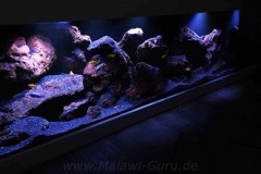 720-Liter-Mbuna-Felszone-38