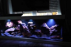 720-Liter-Mbuna-Felszone-39