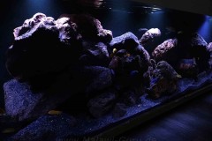 720-Liter-Mbuna-Felszone-40