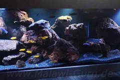 720-Liter-Mbuna-Felszone-41
