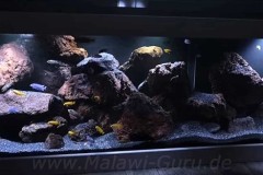 720-Liter-Mbuna-Felszone-42