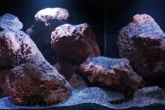 720-Liter-Mbuna-Felszone-43