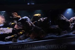 720-Liter-Mbuna-Felszone-44
