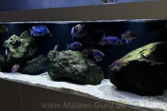 720-Liter-leichte Übergangszone-Aquarium