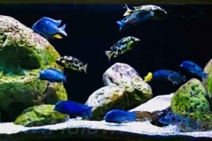 720 Liter Malawisee Aquarium Beispiel