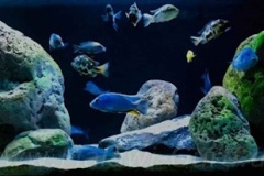 720-Liter-Übergangszone-Wand-Aquarium