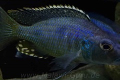 720-Liter-Uebergangszone-Mark-20