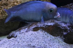 720-Liter-Uebergangszone-Mark-21