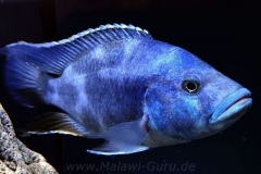 720-Liter-Uebergangszone-Mark-24