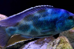 720-Liter-Uebergangszone-Mark-25