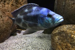 720-Liter-Uebergangszone-Mark-26