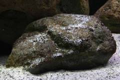 720-Liter-Uebergangszone-Nonmbuna-812