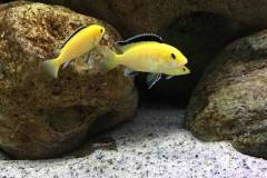 720-Liter-Uebergangszone-Nonmbuna-813