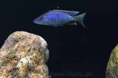 720-Liter-Uebergangszone-Nonmbuna-820