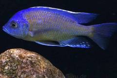 720-Liter-Uebergangszone-Nonmbuna-826