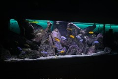 720 Liter Mbuna Aquarium