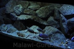 720-Liter-felsige-Übergangszone-Aquarium