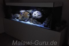 720 Liter-Fels/Übergangszone-Aquarium