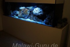 NonmbunaMbuna-720-Liter-351