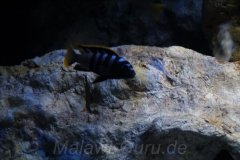 NonmbunaMbuna-720-Liter-361