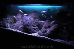 756 Liter-Mbuna/Felszone-Aquarium