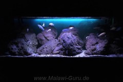 Mbuna-Felsone-Aquarium