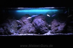 Mbuna-Felsone-Aquarium