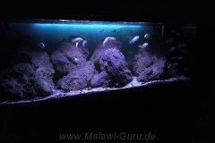Mbuna-Felsone-Aquarium