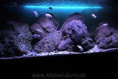 Mbuna-Felsone-Aquarium