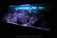 Mbuna-Felsone-Aquarium