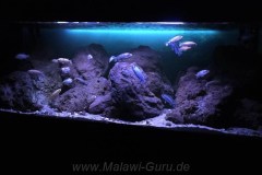 Mbuna-Felsone-Aquarium