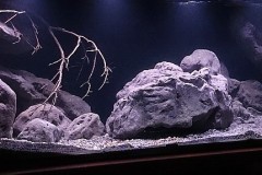 792 Liter Aquarium - Nonmbuna&Mbuna Mix