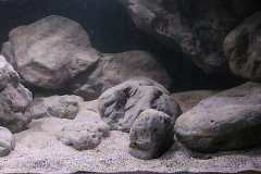792-Liter-MbunaNonmbuna-33